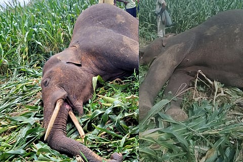 elephant