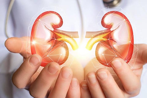 kidney