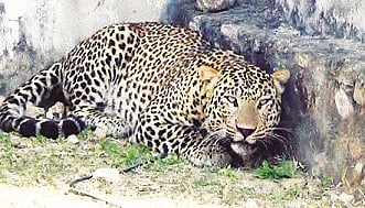 leopard-1