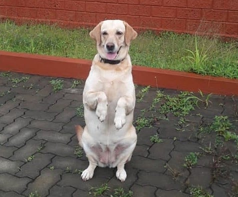 mng-3 Sep Police dog