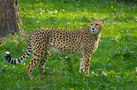 red-list-animal-cheetah-cheeta-fastest-land-animal-large-red-list-animal-cheetah-cheeta-fastest-land-animal-large-felid-104484619