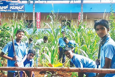 santebennur, Maize, Demonstration,