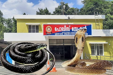 snake