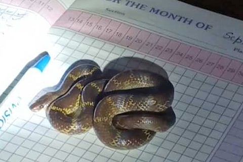 snake book