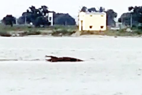 061022 K Katapura Lake Crocodile