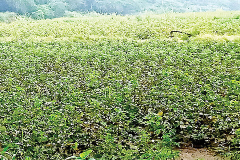 061022 Raichur Heavy Rain Effect Cotton