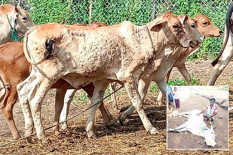 07102022 harapanahalli cow death