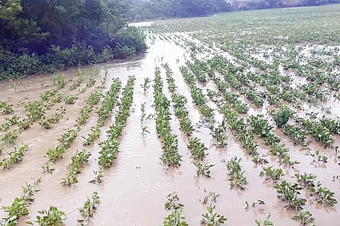 081022 Kudligi Grounnet Loss