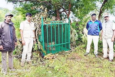 10102022 hanumasagar leopad capture