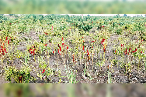 141022 Ralabalu Chilli Damage