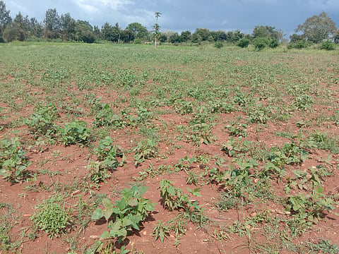 ಗುಡುಗು ಸಹಿತ ಅಬ್ಬರಿಸಿದ ಮಳೆ