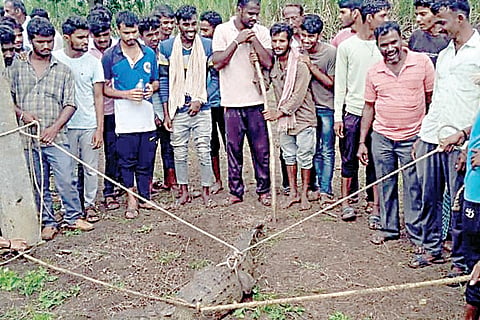 16Jaggu4