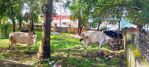 ಅಕ್ರಮ ಗೋವು ಸಾಗಾಟ:  ಆರು ಜನ ಆರೋಪಿಗಳ ಬಂಧನ