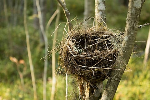 BIRD NEST