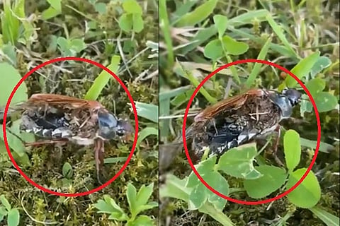 Bug