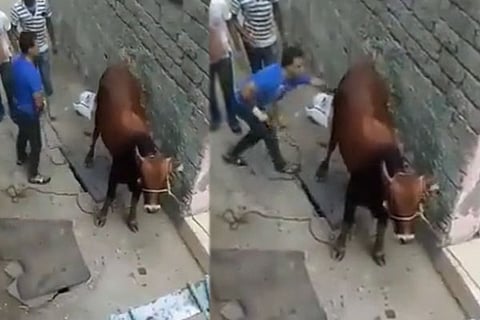 Cow