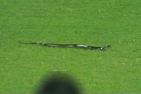 Cricket Snake