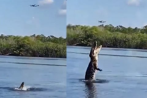 Crocodile