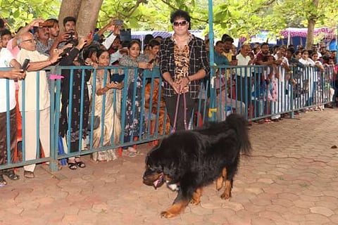 Dog Show