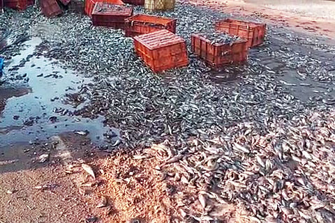 Fish