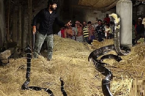 King Cobra