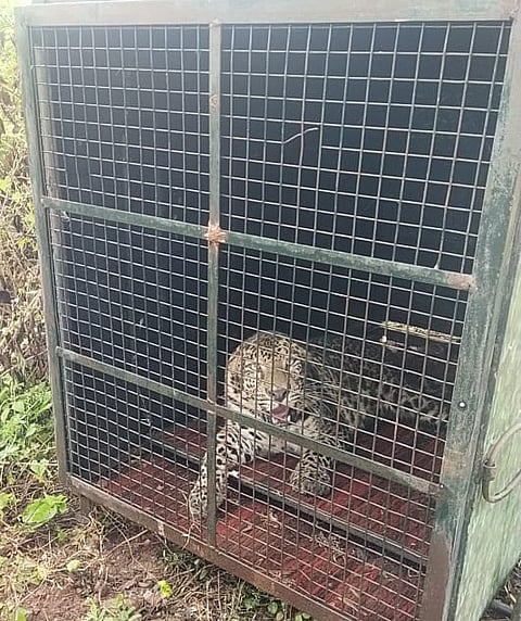 Leopard captured in Mysore