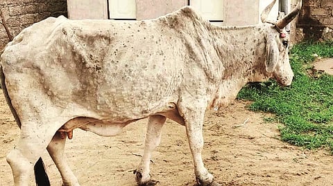 Lumpy skin disease