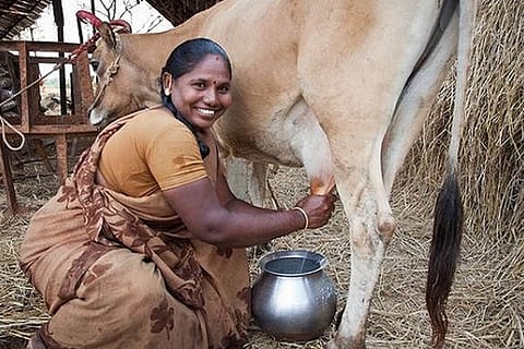 MP Village Milk