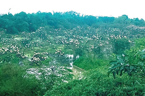 Mandagadde