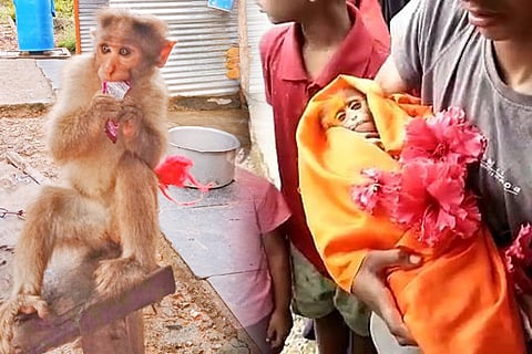 Monkey F