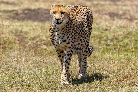 Namibia Cheeth