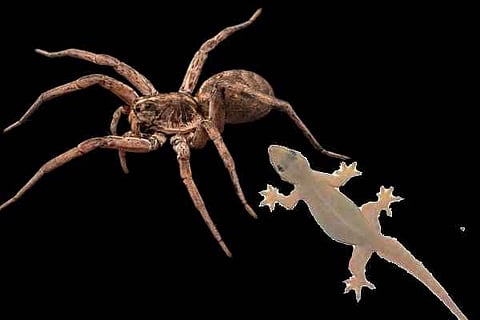 spider lizard