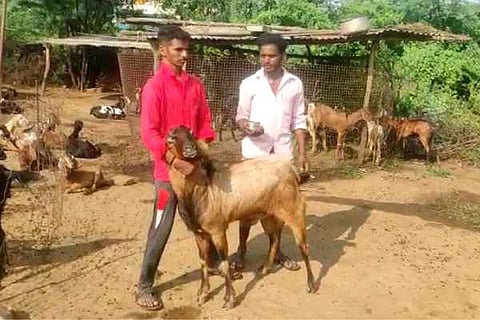 male goat is giving milk