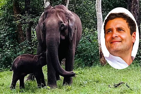 Rahul Gandhi