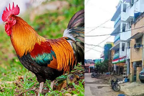 Rooster