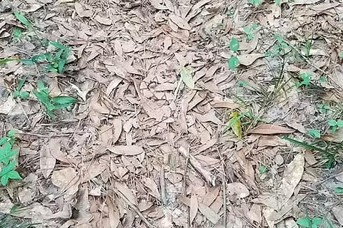 Snake 00