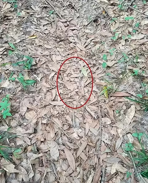 Snake 1