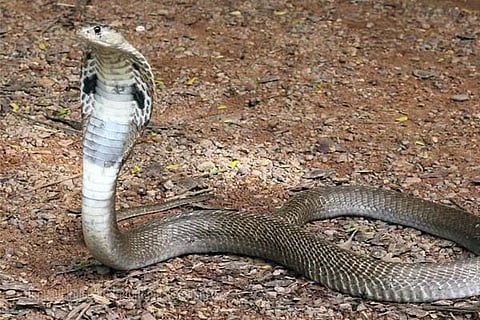 Snake