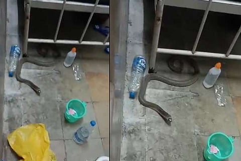Snake