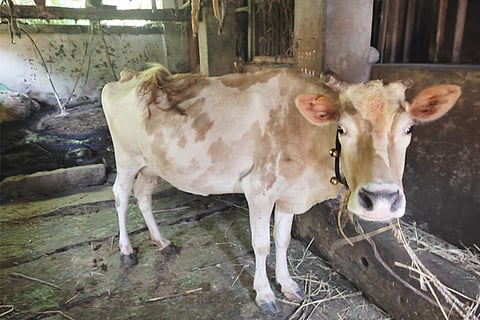 cow