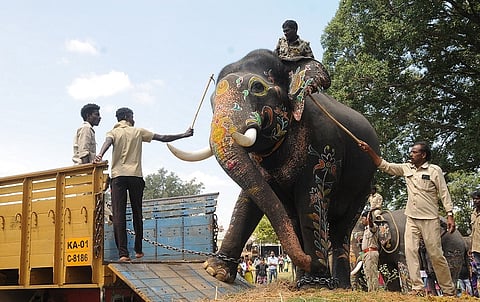 dasara elephant srirama 1