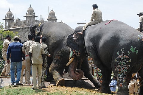 dasara-elephant-srirama-3