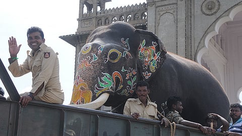 dasara elephant