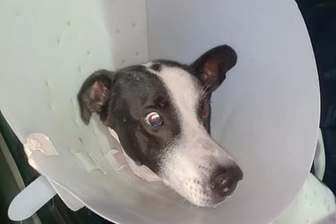 dog