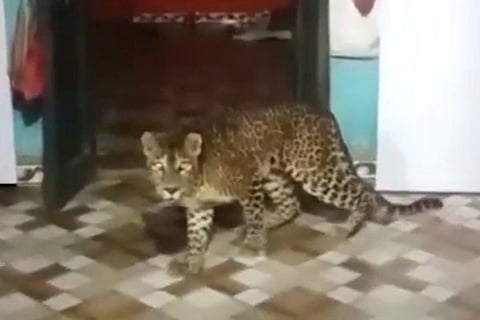 leapord