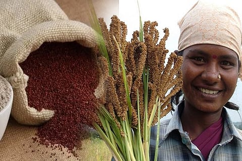 ragi