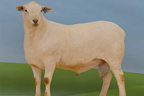 sheep