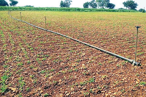 081122 Mudenuru Drip Irrigation