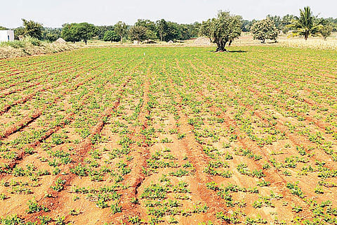 211122 Gunnala Groundnet Land