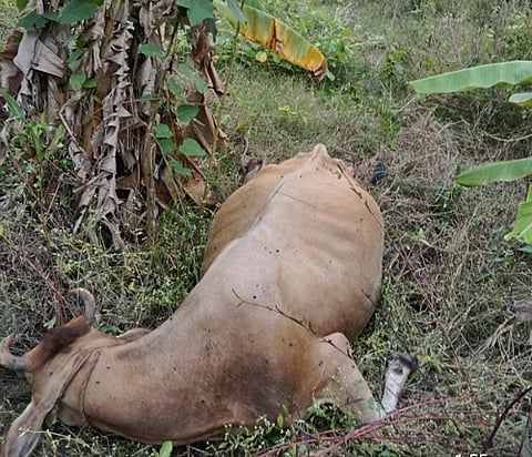 ವಿದ್ಯುತ್ ತಂತಿ ತುಳಿದು ಹಸು ಸಾವು